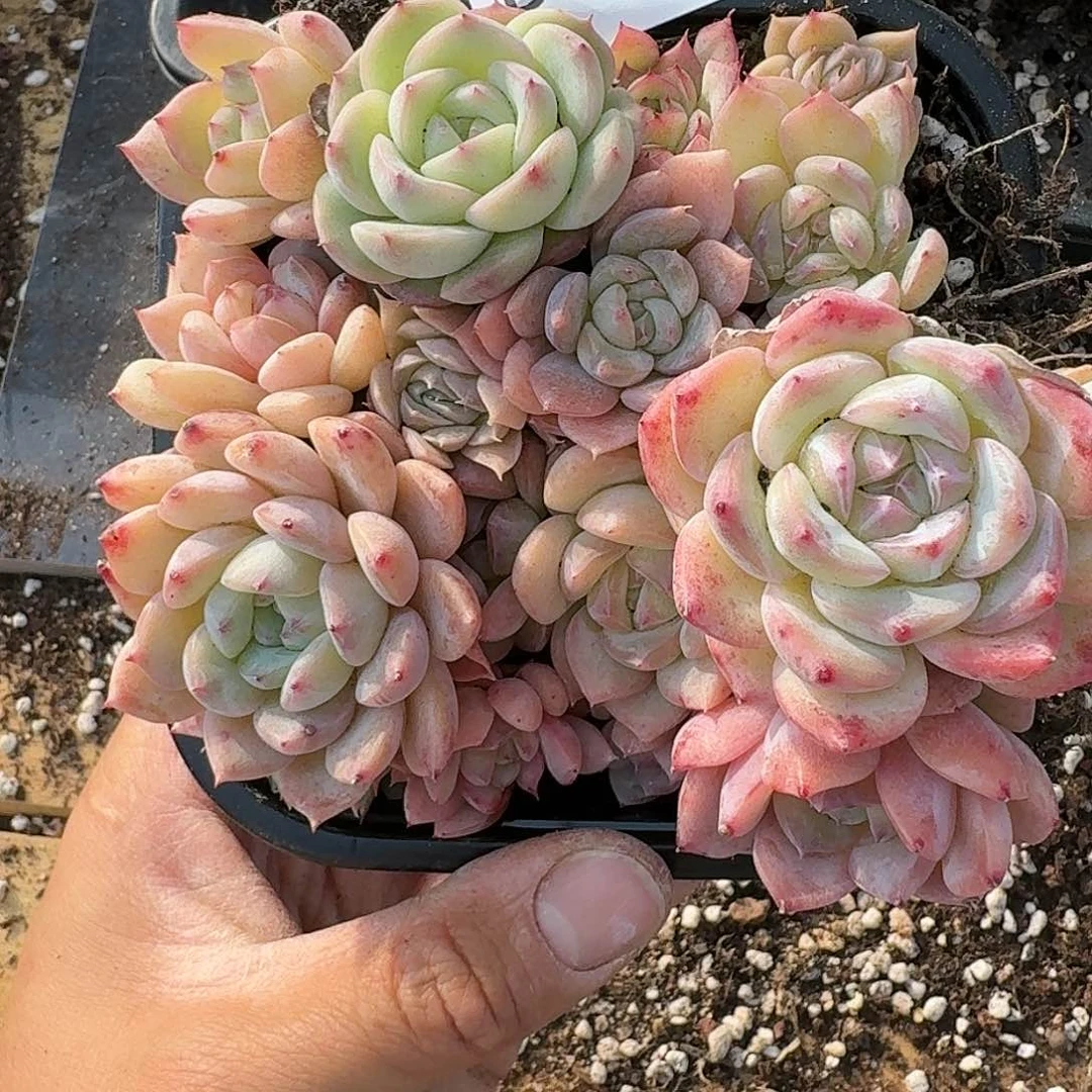杂交新品珍妮多肉293