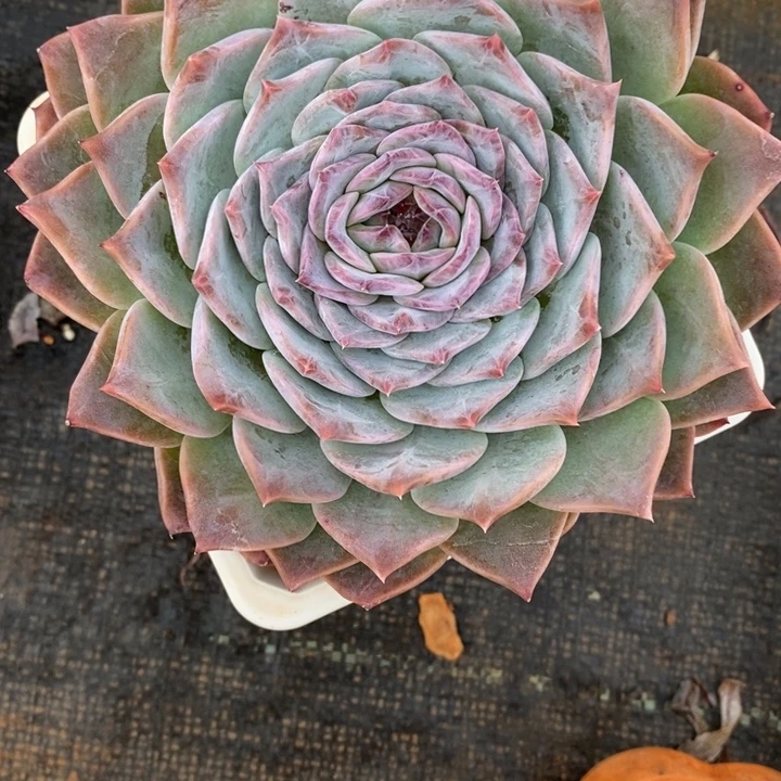 *****1038杂交老桩基地～12厘米