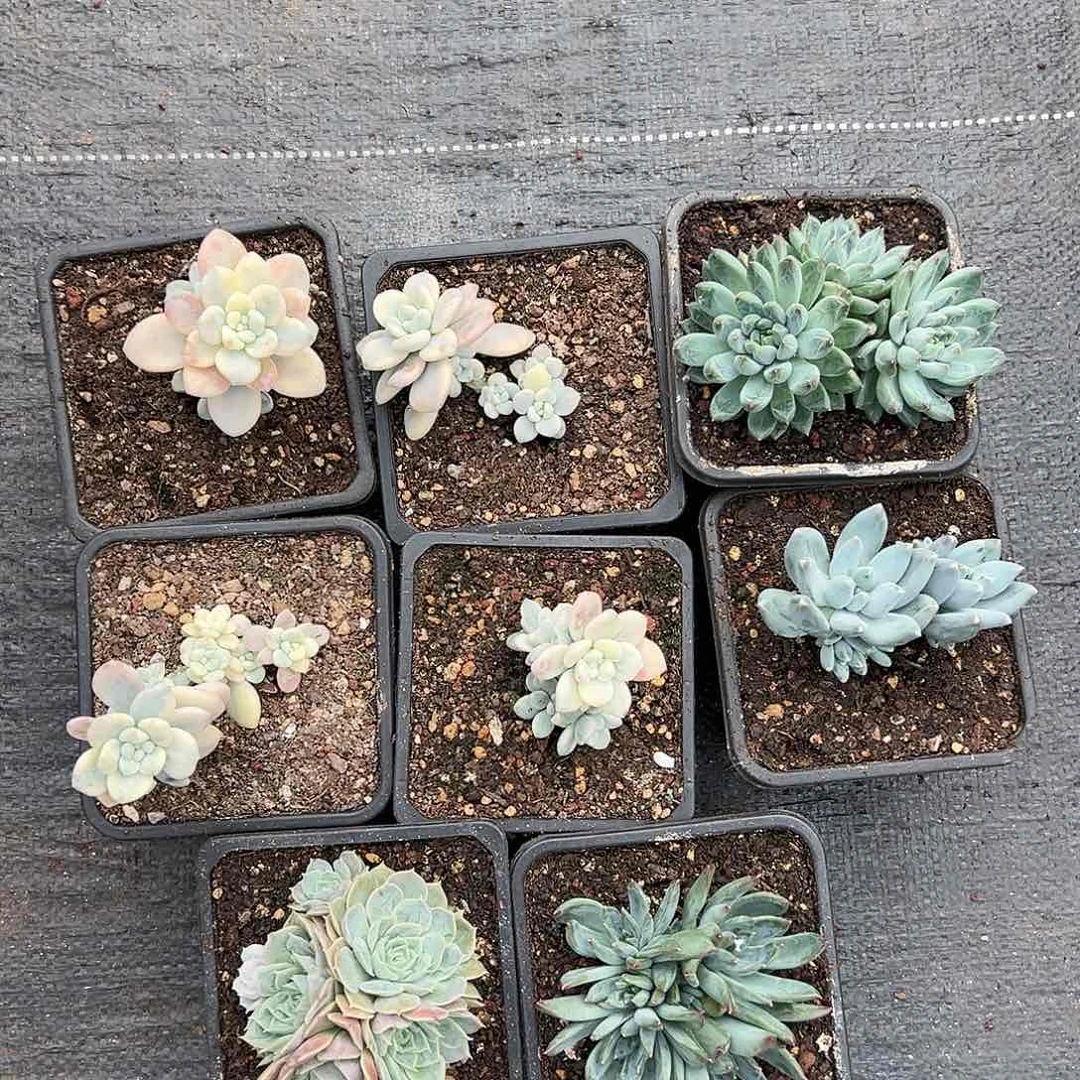 【闪购商品】组合8个
