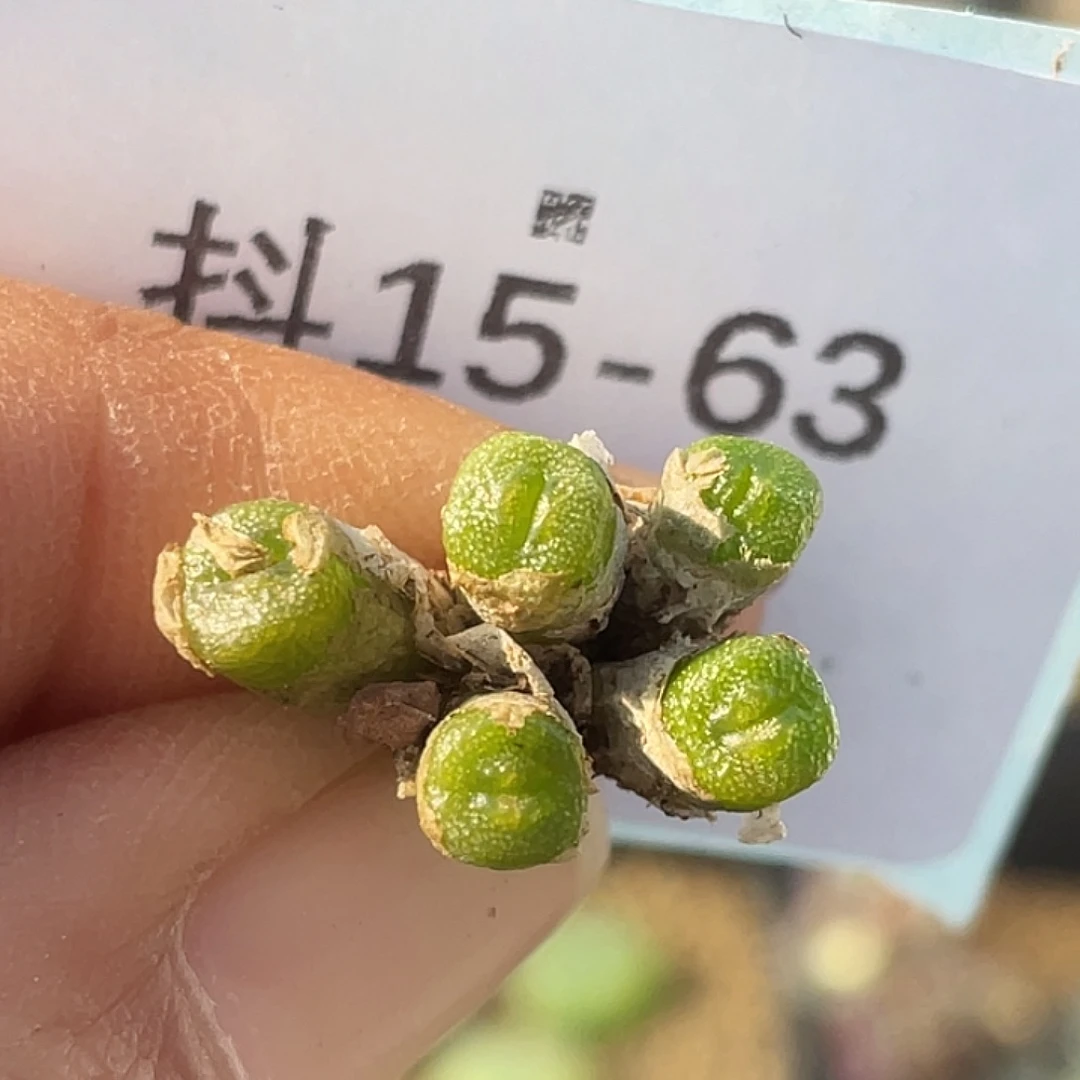 15-63方糖多肉植物