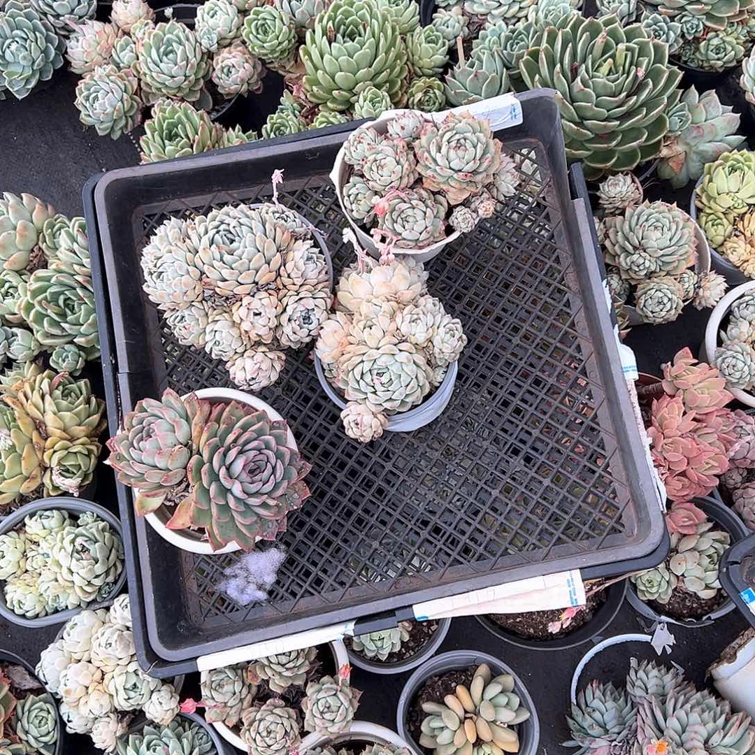 刘*~多肉植物一物一怕