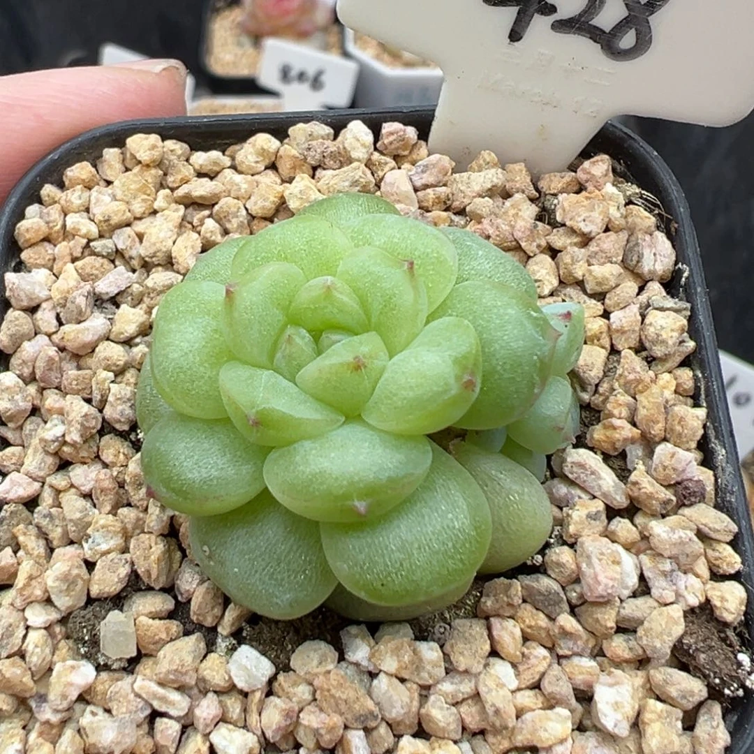 428号遥遥 晗雨多肉