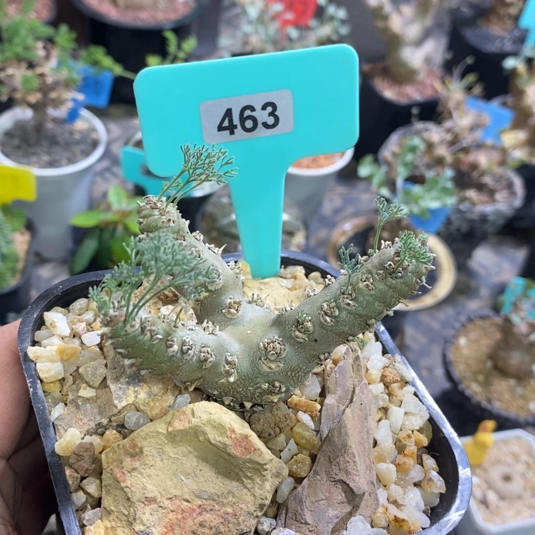 白皮越界多肉植物