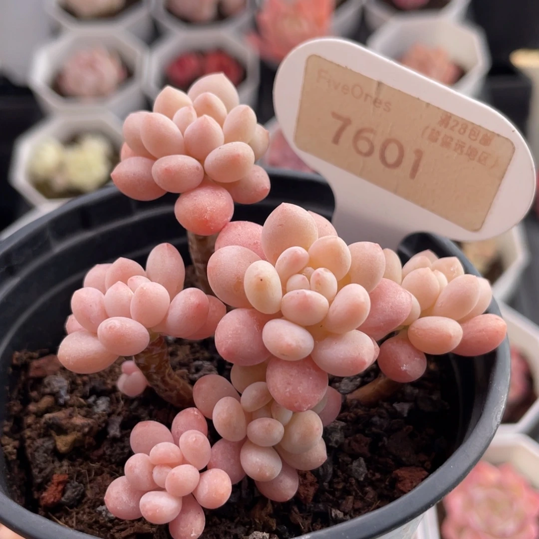 鱼子酱7601-7.0厘米