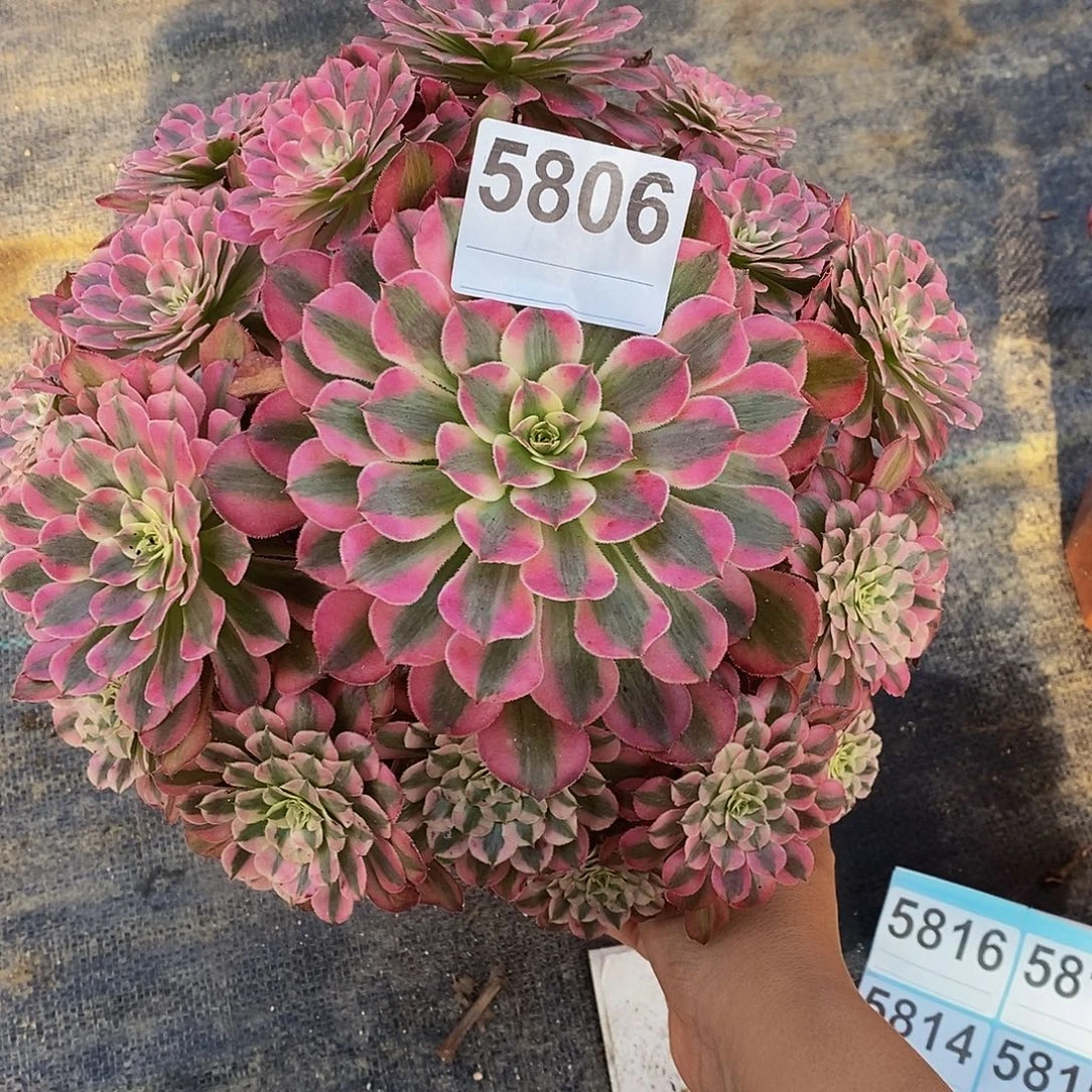 5806白月光4444444444