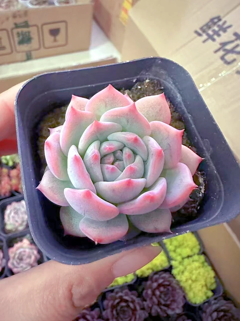 AK玛利亚多肉植物 （满9.9元包邮发货）