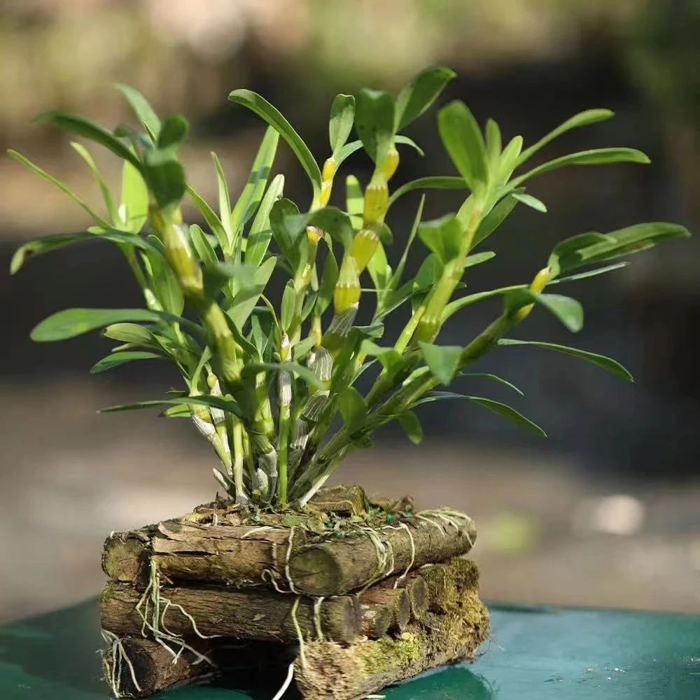 石斛兰【直播间一物一拍】直播间所见为准