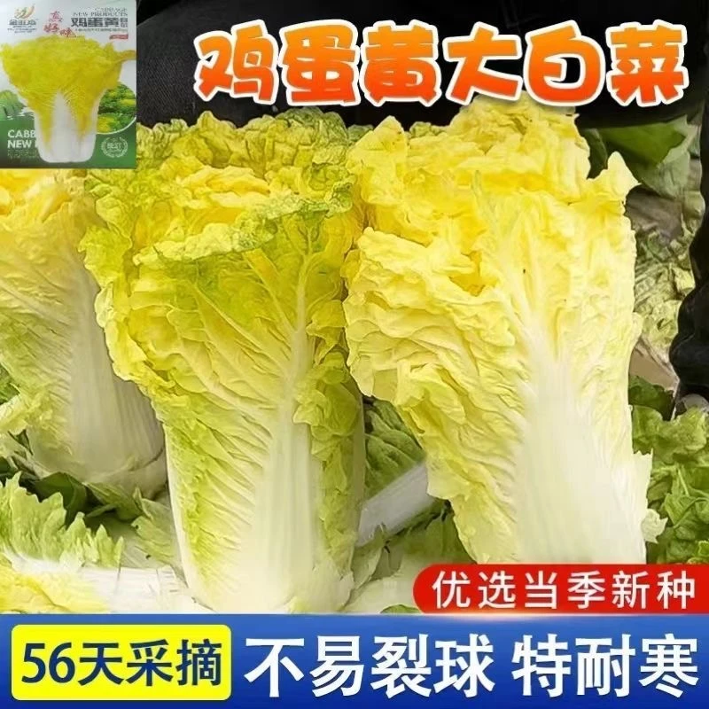 鸡蛋黄大白菜种子真好吃黄心白菜种籽耐寒四季秋播蔬菜种子大全