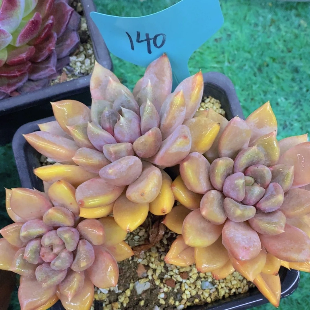 清货转场，一物一拍，看准