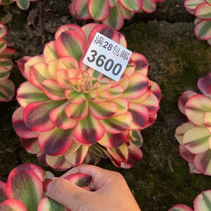 3600南荔枝多肉植物