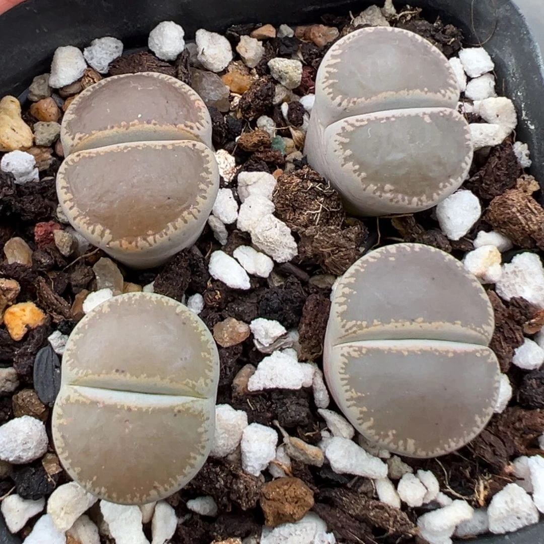 8.26好看的多肉脱土发货870