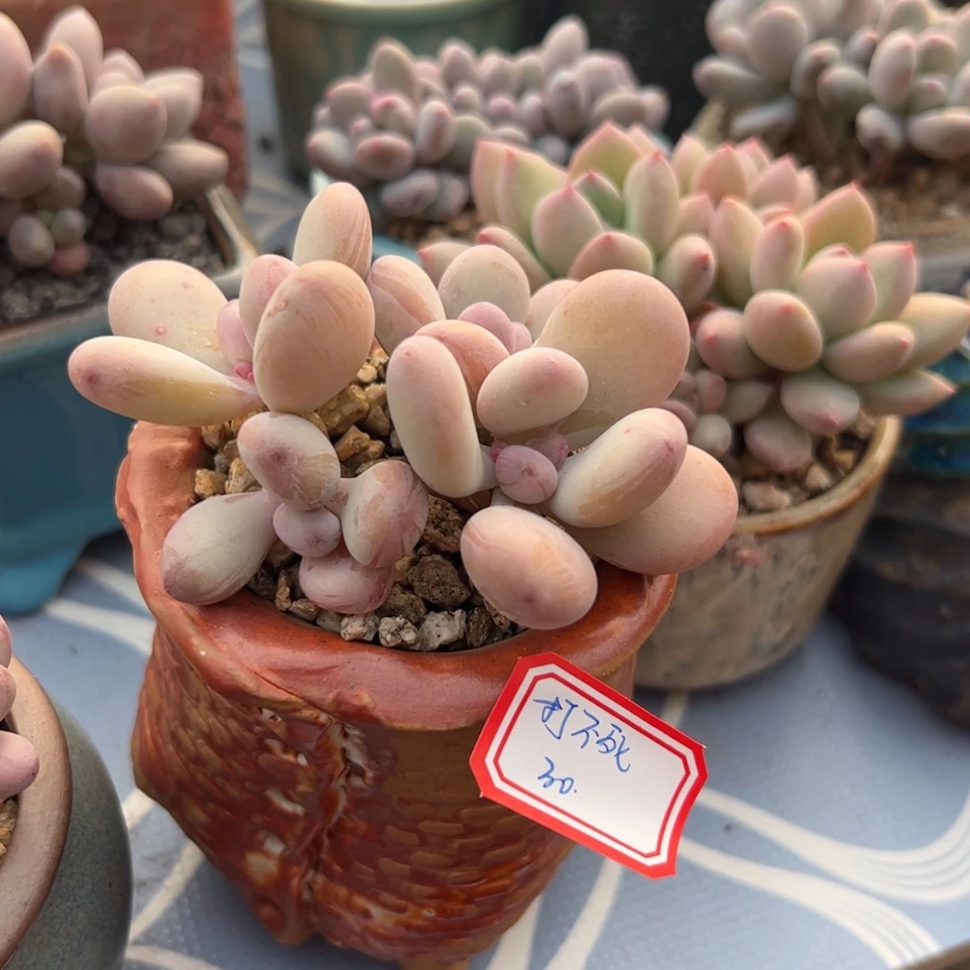 多肉植物多肉植物