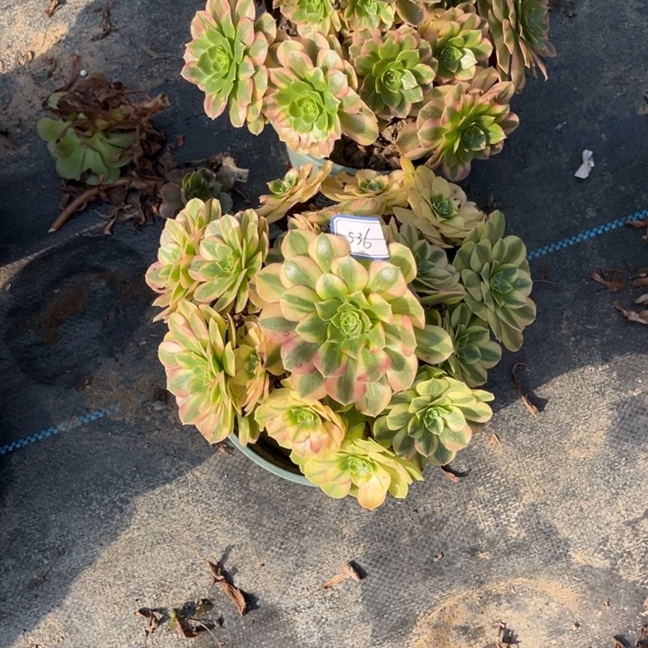 536雨荷多肉植物法师