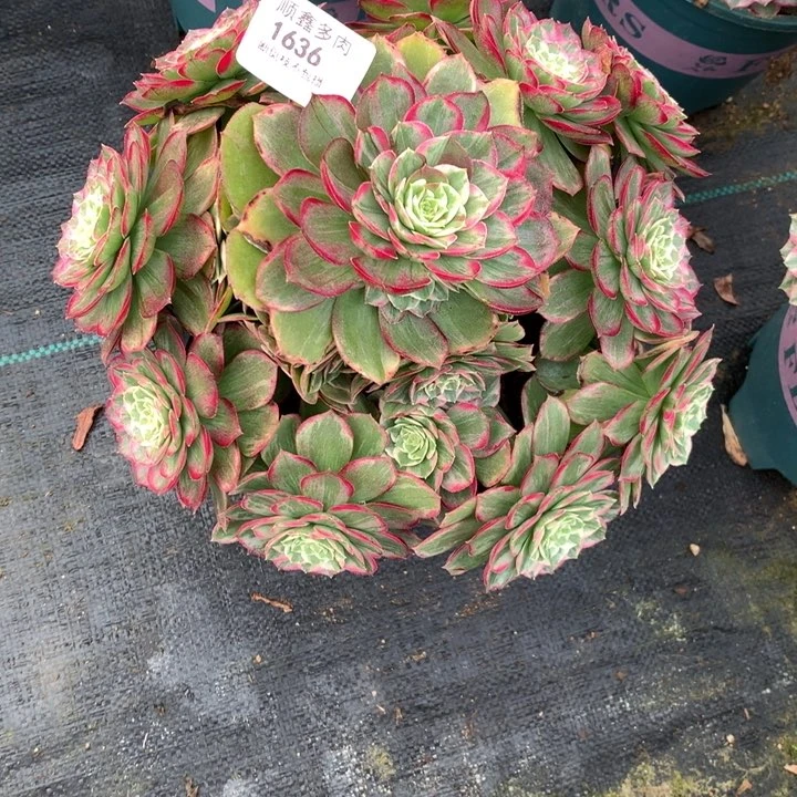 1636莲花多肉植物