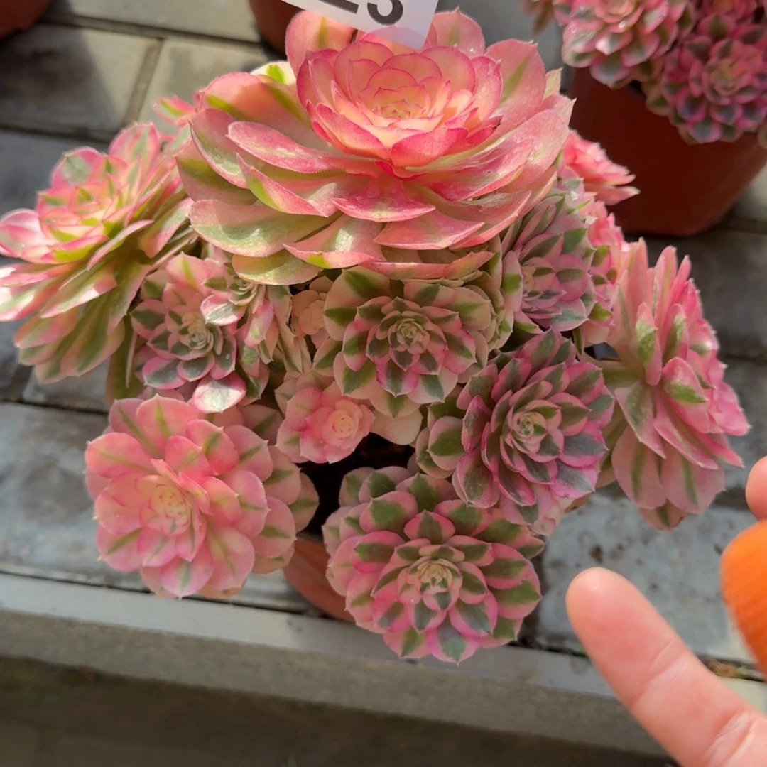 红****倾城老桩福利823肉肉肉肉