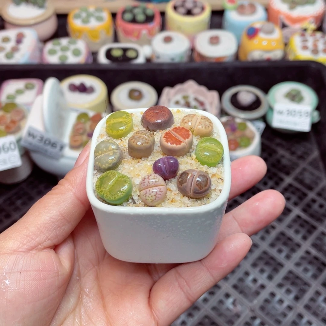 w3064 -零下地区拍保温箱-15支持寄养