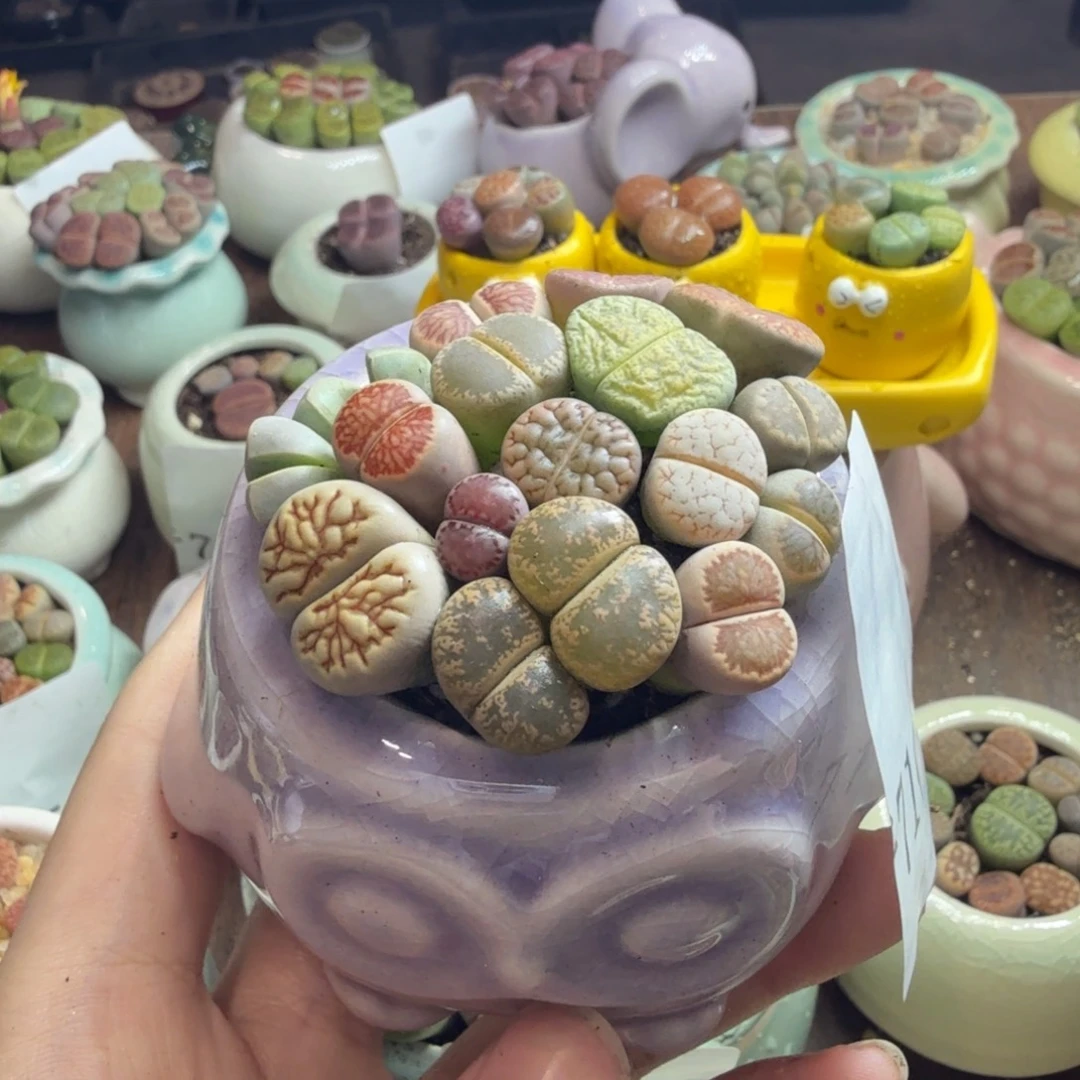 多肉植物和植物等植物为714
