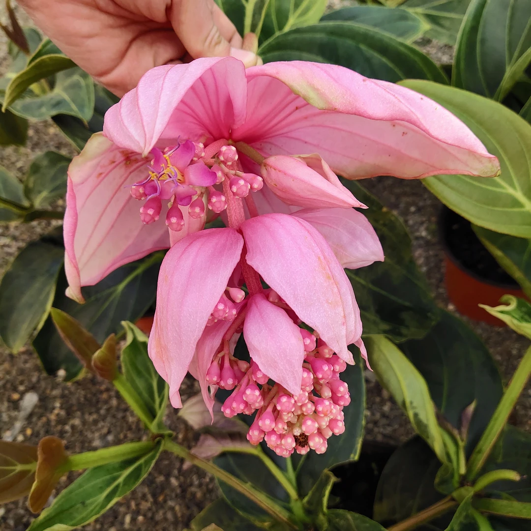 宝莲灯室内花卉好养