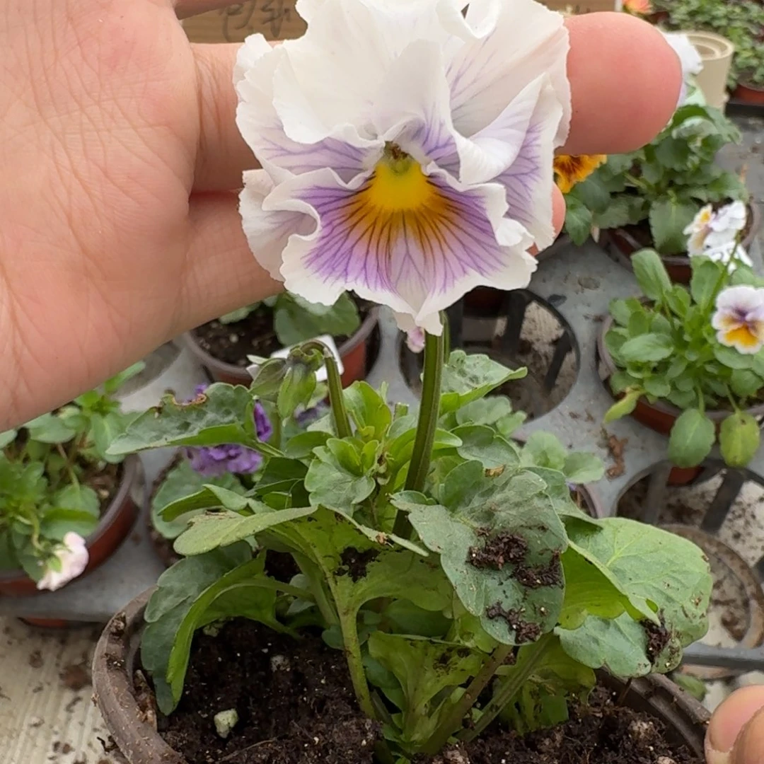 大部分花苞少量开放722