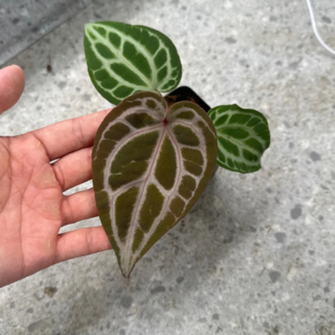 漏价 福福花烛热植