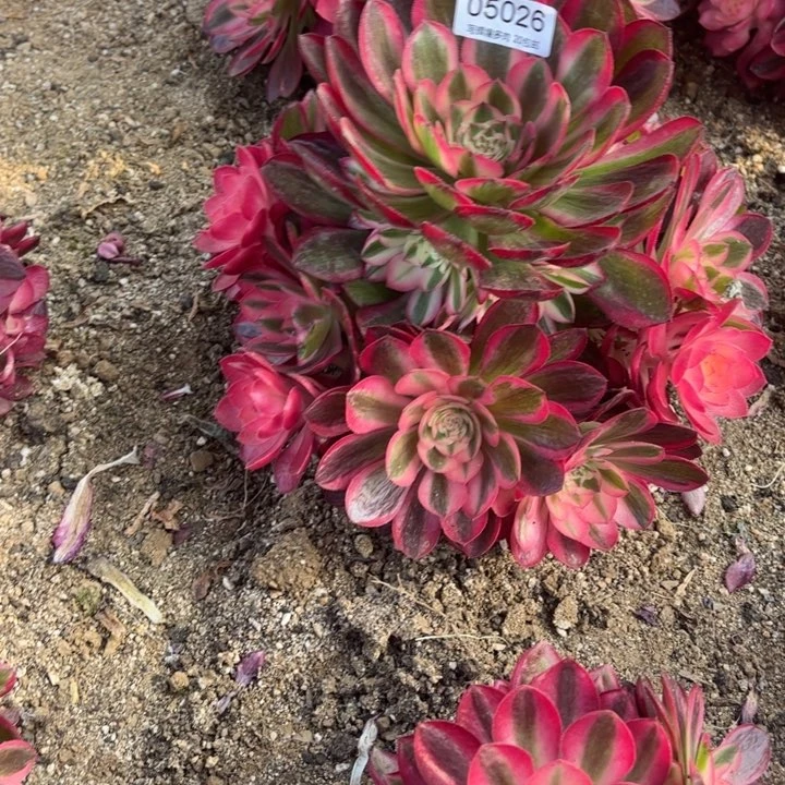 ?****?05026荔枝多肉植物