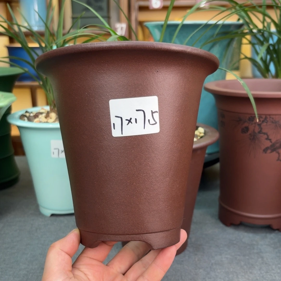 紫砂花盆兰花456855982685989