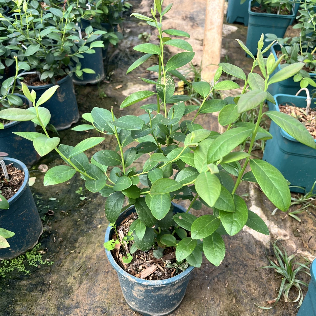 F6一加仑盆，纯组培，原盆原土发货，包对版