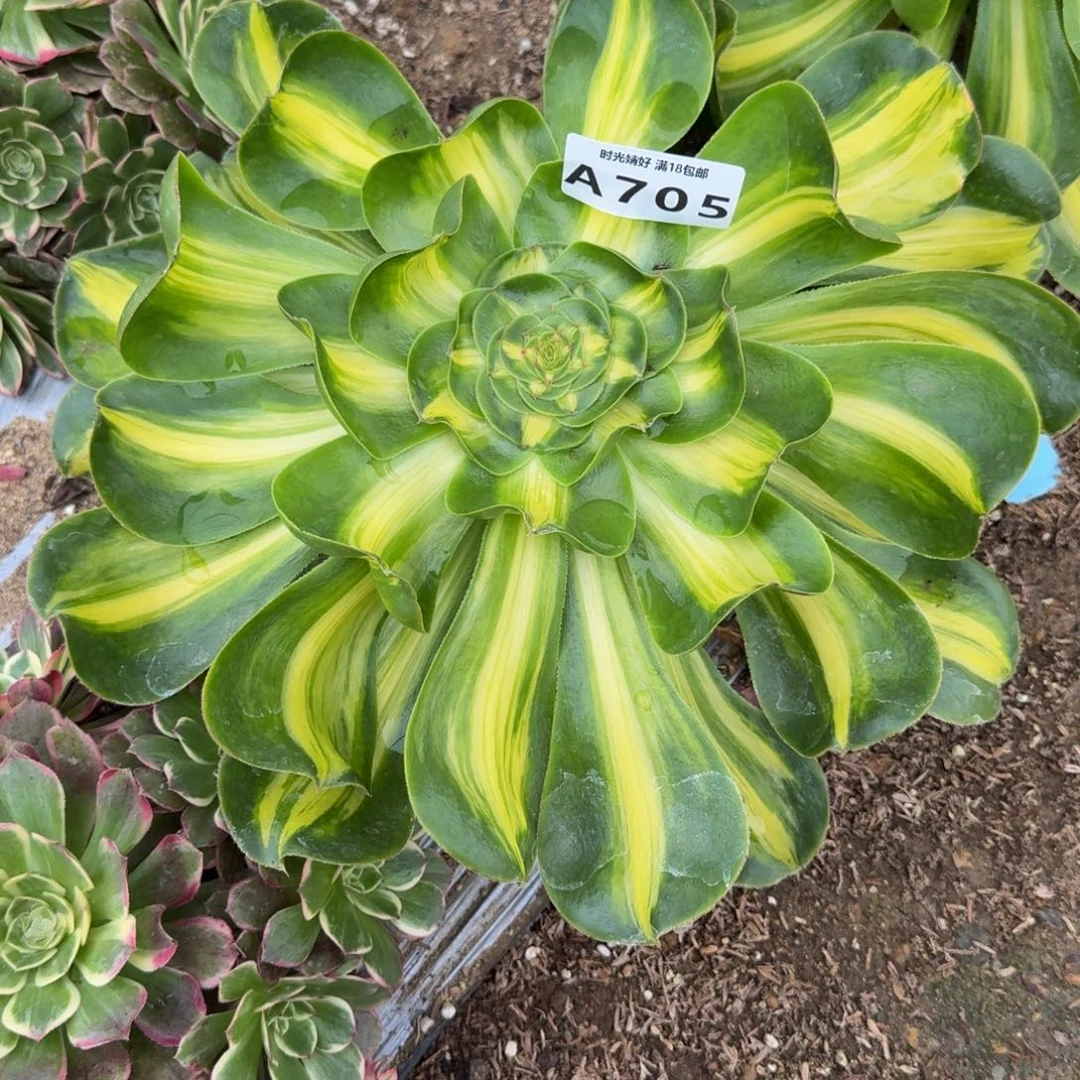 705暴君。多肉植物