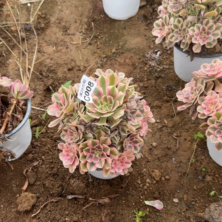 008 多肉植物不包断枝