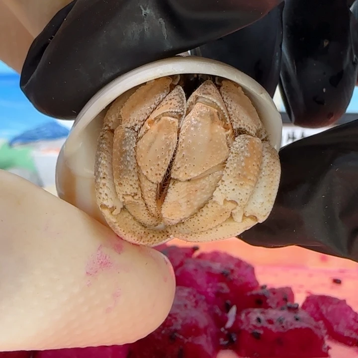 A123橘色 灰白2.2cm口径