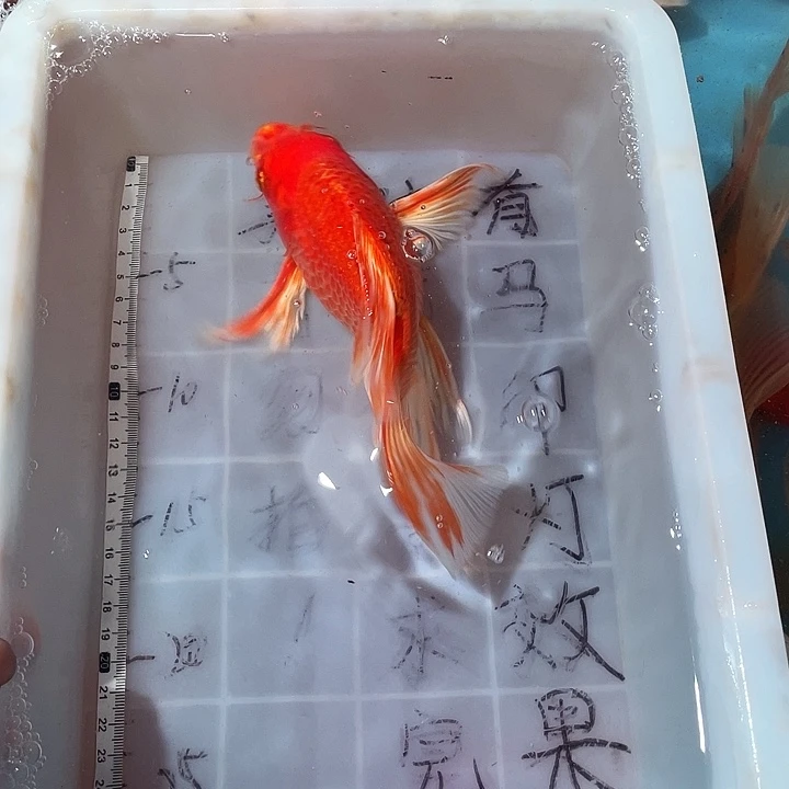 蝴蝶鲤鱼渔场直发104