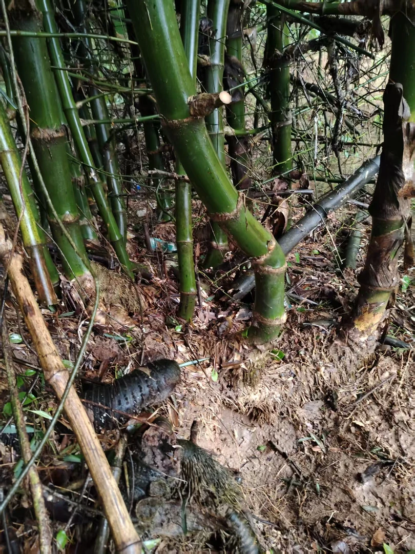 《一物一拍》小叶生桩簕竹室内外装饰盘栽园艺盘栽