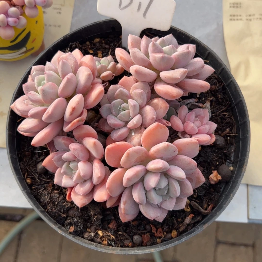 白鹭手捧花多肉植物