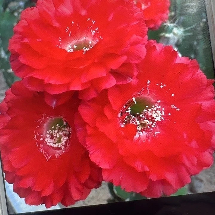红娇媚侧芽4左右歪头彩草