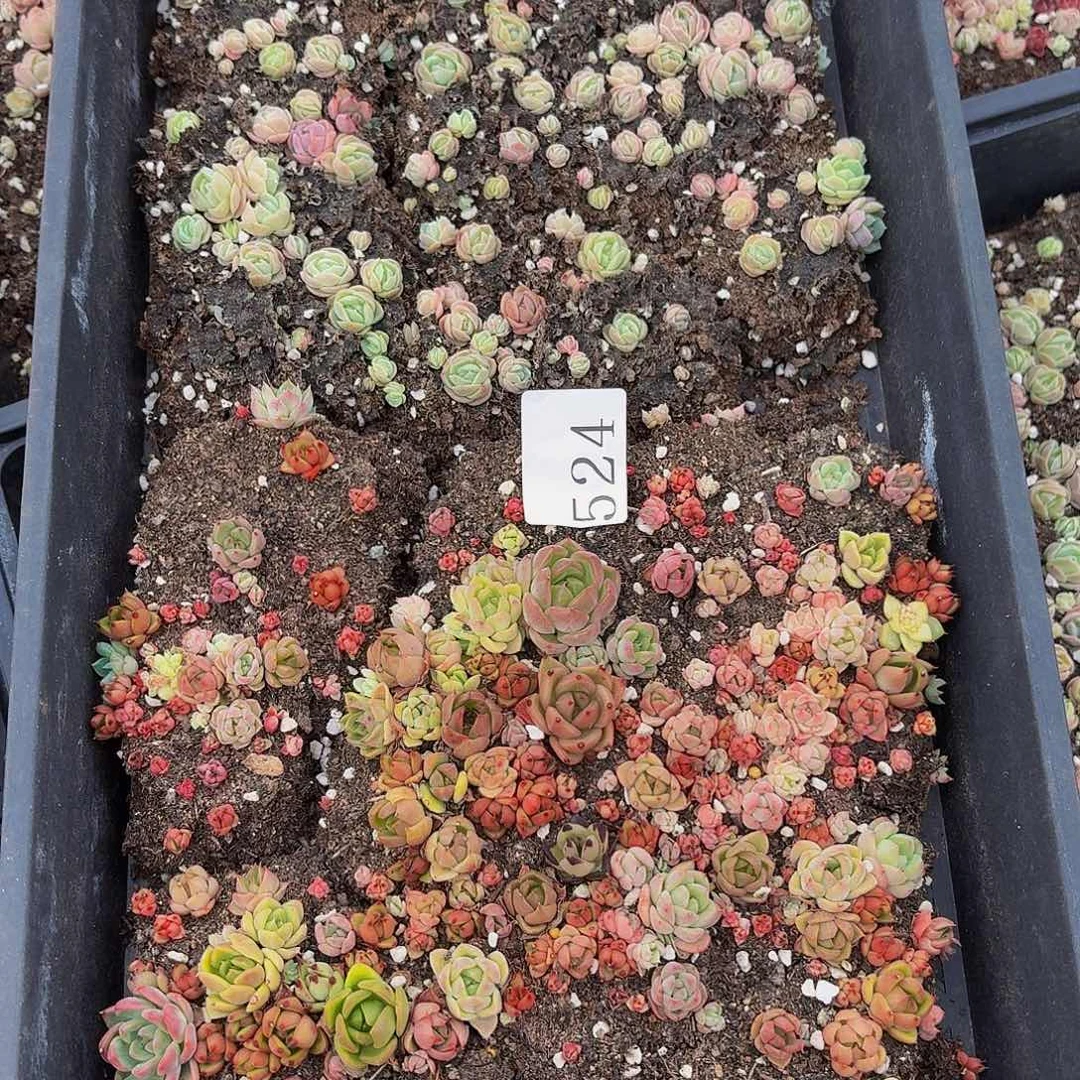 ?*?多肉植物多肉植物524