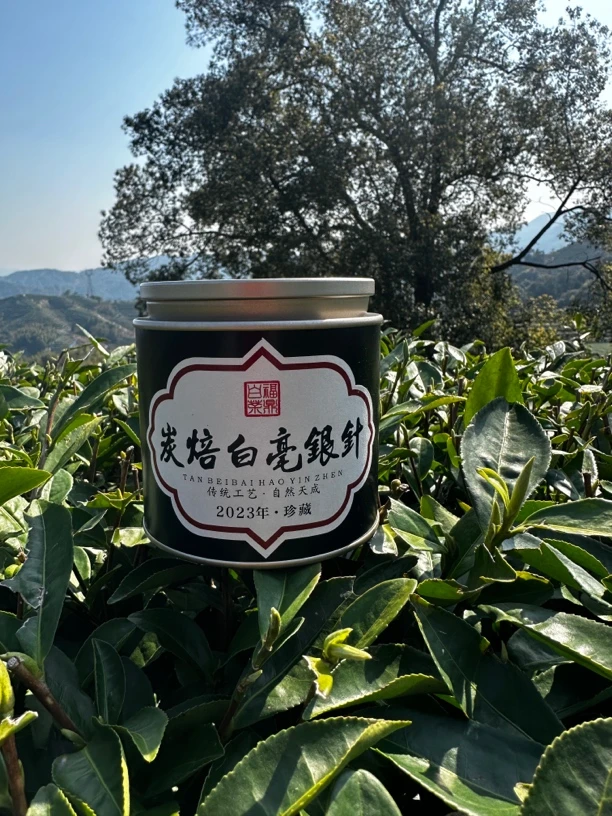 2023年头采银针碳焙工艺毫香、冰糖甜