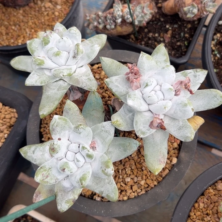 花朵脸拇指～一物一拍1828