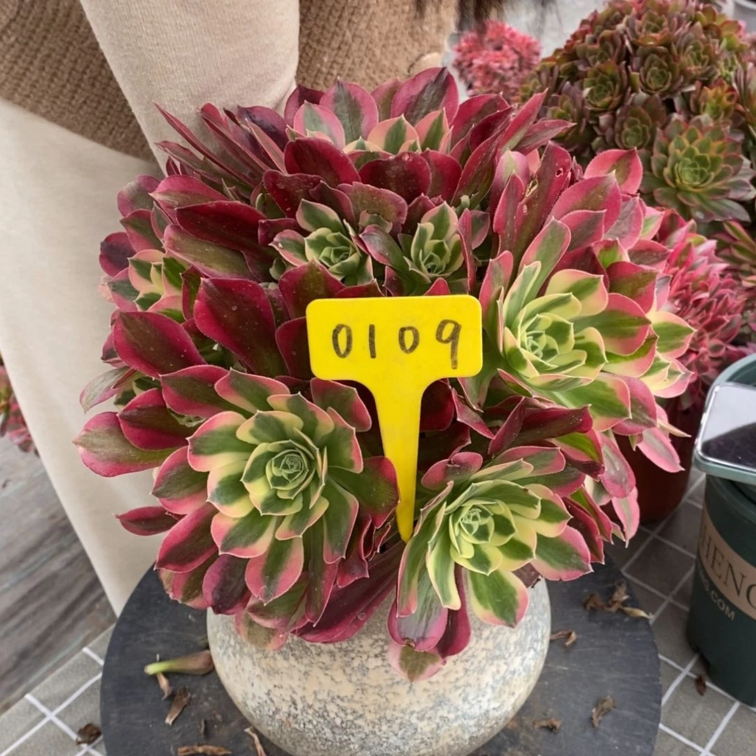 红陶守****30109粉女巫绿体