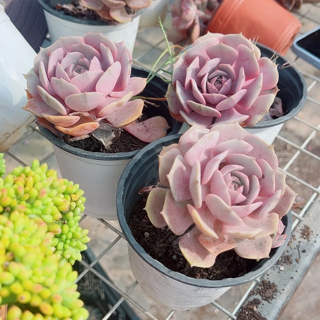 粉蝶三盆老桩精控精养