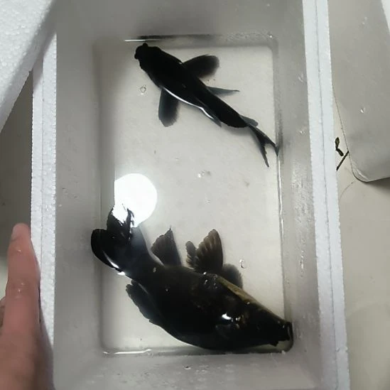 蝴蝶鲤鱼墨蝶大鳍大尾