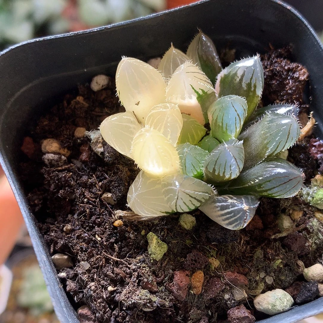 巨赤线玉露推进lolo