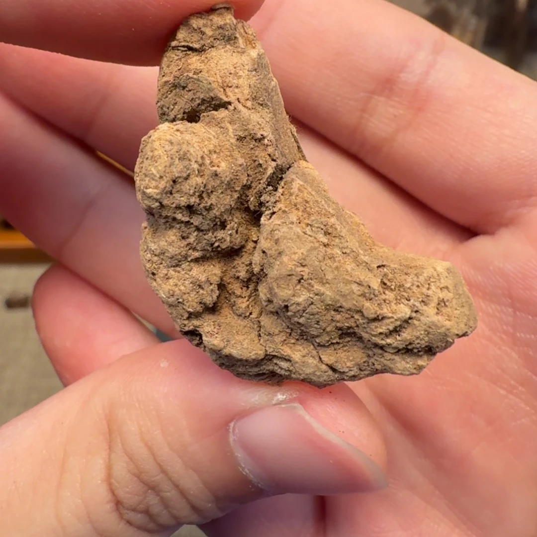 沉香斯里兰卡红土