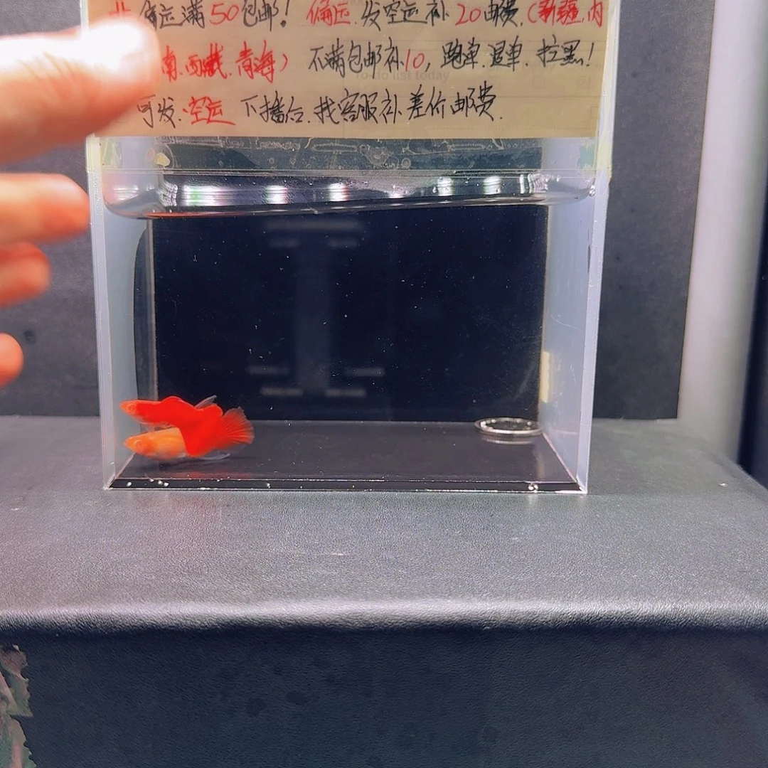 孔雀鱼血红绒球一对