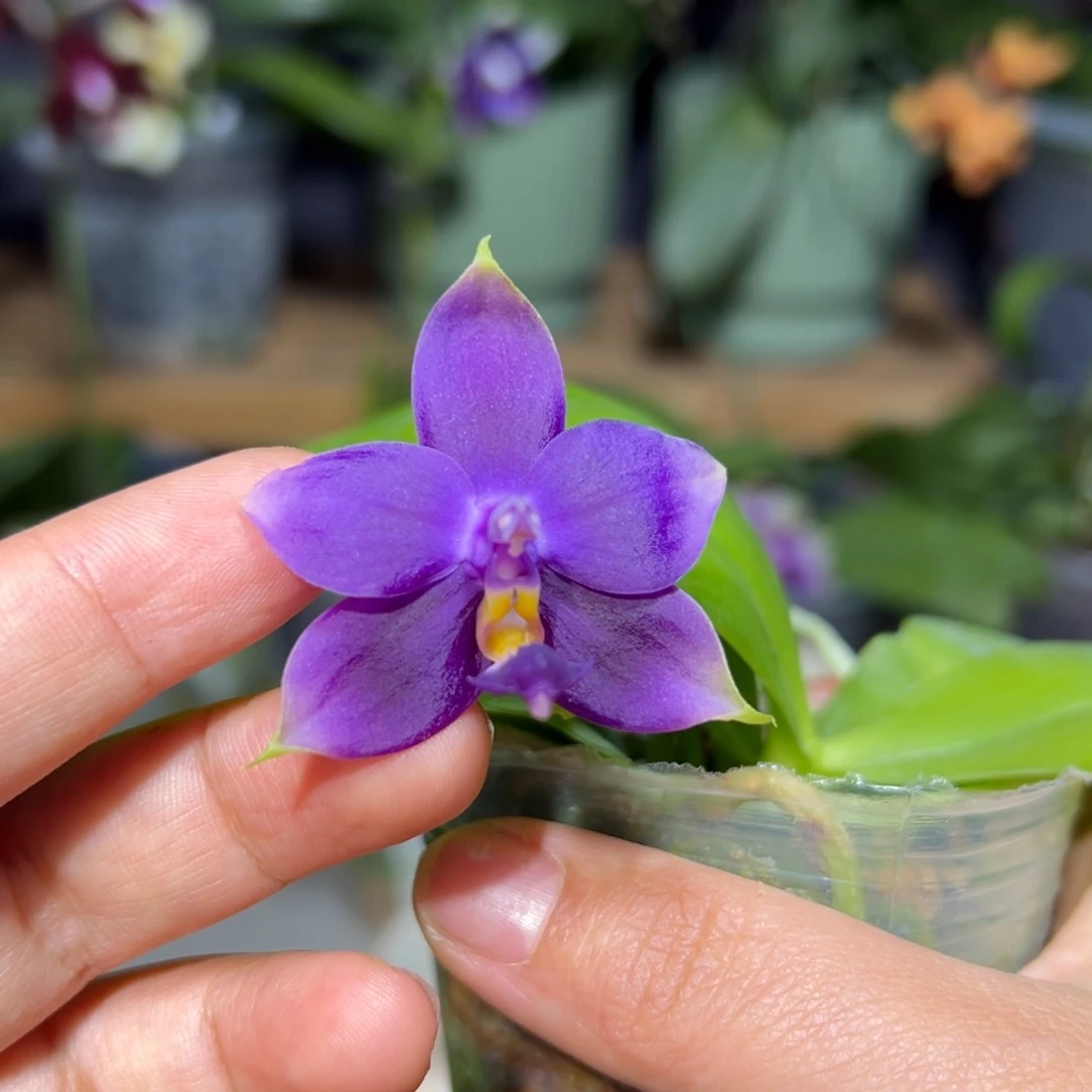 大部分开放少量花苞