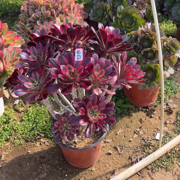 22-52丽娜朵朵多肉植物