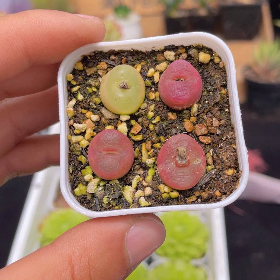 4颗毛汉尼多肉9.9包邮发货