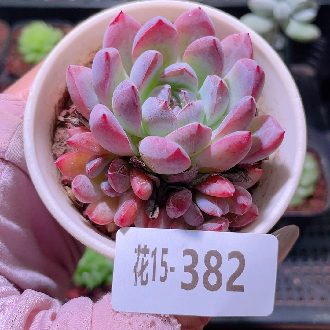花利美15-382新品