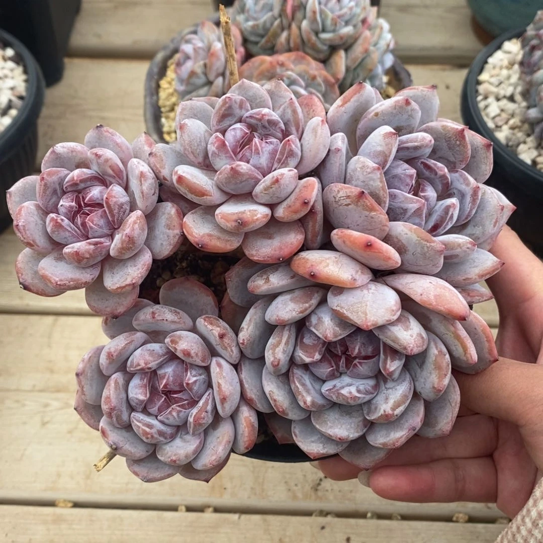 五头红皮紫心飘枝大长腿