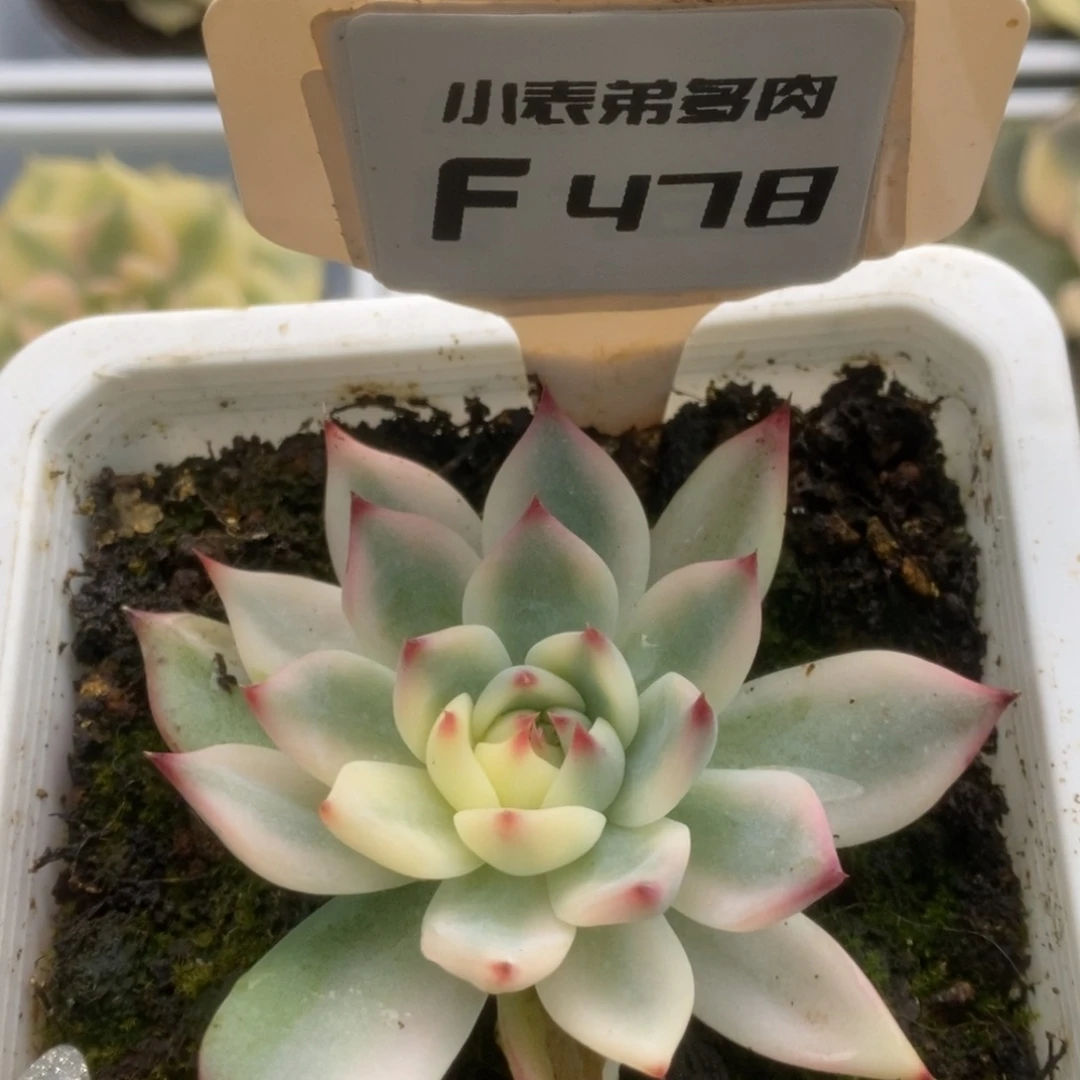 老*三478锦锦锦锦锦锦锦锦