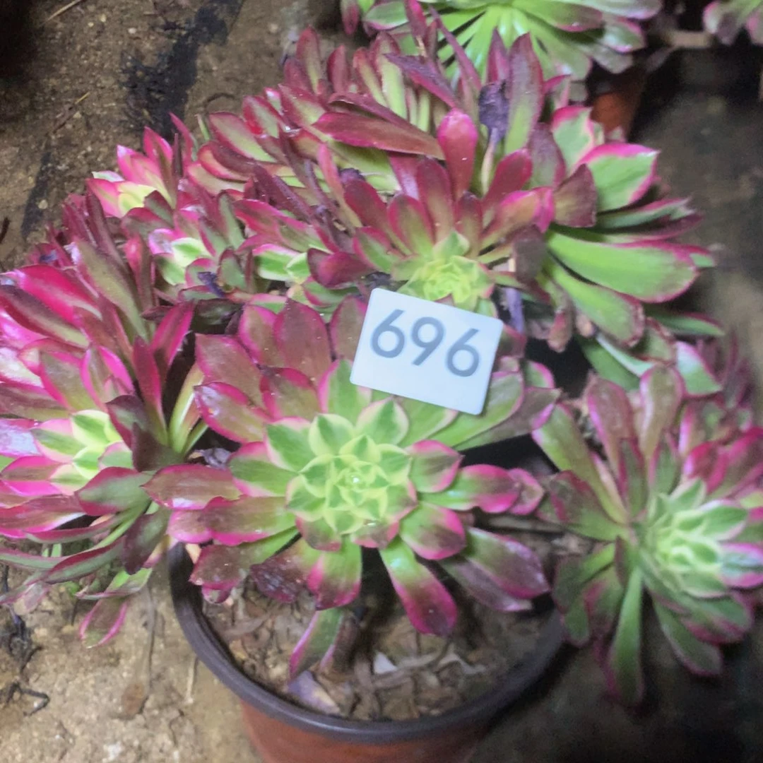 满*696天合多肉植物